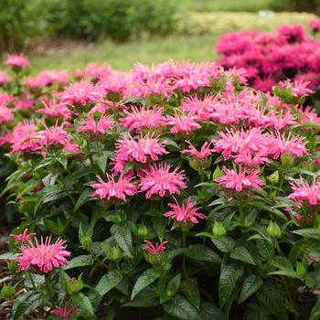 Monarda 'Leading Lady Pink' PPAF