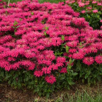 Monarda 'Leading Lady Razzberry'