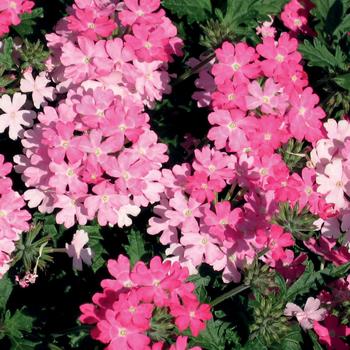 Verbena Lanai® Bright Pink