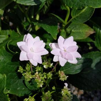 Hydrangea macrophylla 'Hanabi' 