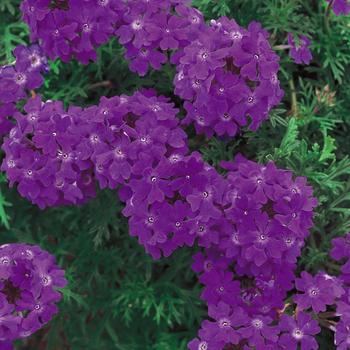 Verbena 'Blue Violet' 