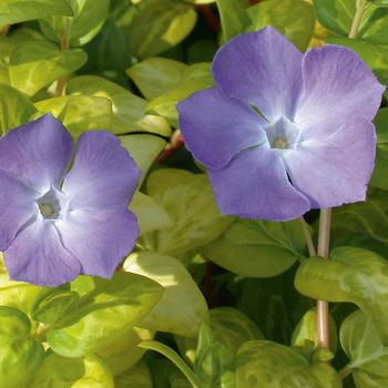 Vinca major var. reticulata