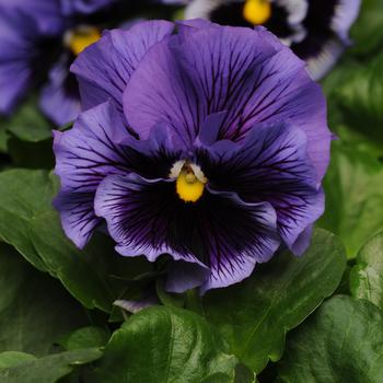 Viola x wittrockiana 'Frizzle Sizzle Blue' 