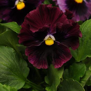 Viola x wittrockiana 'Frizzle Sizzle Burgundy' 