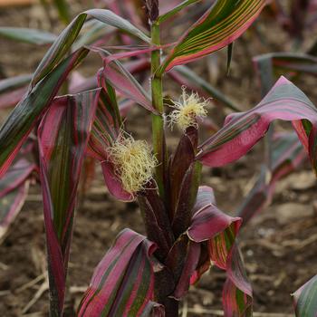 Zea mays 'Pink Zebra' 