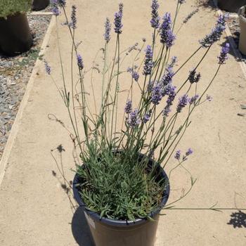 Lavandula x intermedia 'Provence' 