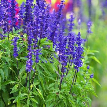 Salvia pachyphylla