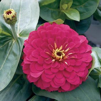 Zinnia elegans Magellan™ 'Cherry'