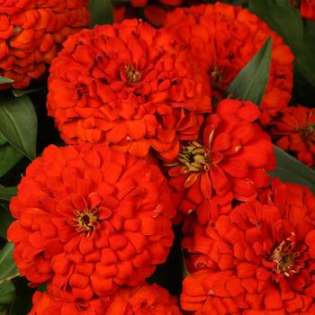 Zinnia elegans Magellan™ 'Scarlet'