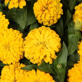 Zinnia elegans 'Yellow' 