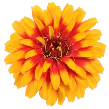 Zinnia 'Candy Corn' 