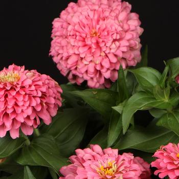 Zinnia 'Cotton Candy' 