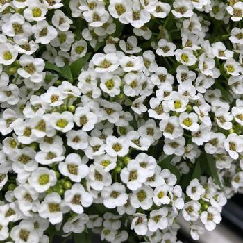 Lobularia maritima 'Yeti Big White' 