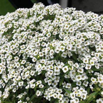 Lobularia maritima 'Yeti Big White' (210958)