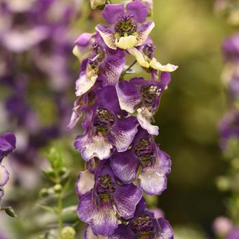 Angelonia angustifolia AngelDance™ '' (210961)