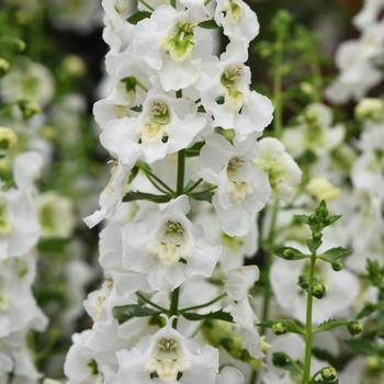 Angelonia angustifolia 'White Improved' 