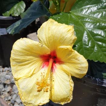 Hibiscus rosa sinensis 'Hula Girl' 