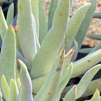 Cotyledon orbiculata var. oblonga 'Flavida' 