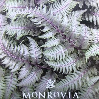 Athyrium niponicum 'Regal Red' 