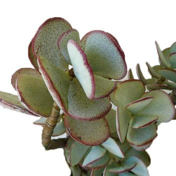 Crassula arborescens