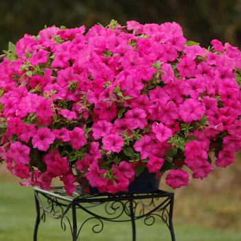 Petunia 'Sumo Pink' 