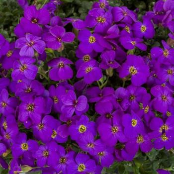 Aubrieta Audrey™ 'Deep Blue Shades'