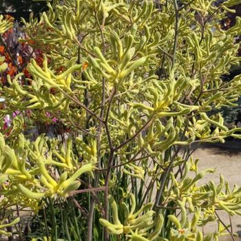 Anigozanthos 'Yellow' 