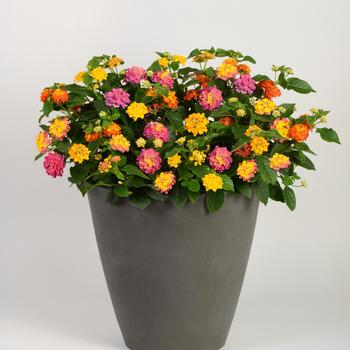 Lantana MixMasters™ 'Lucky Charm'