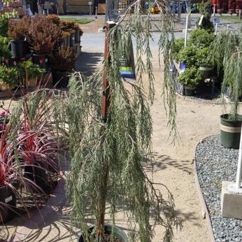 Juniperus scopulorum 'Tolleson's Blue Weeping' 