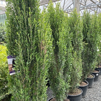 Ilex vomitoria 'WAHP-SL' 