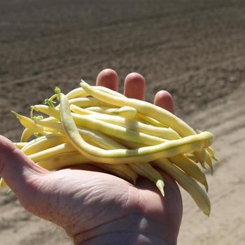 Phaseolus vulgaris 'Custard' 