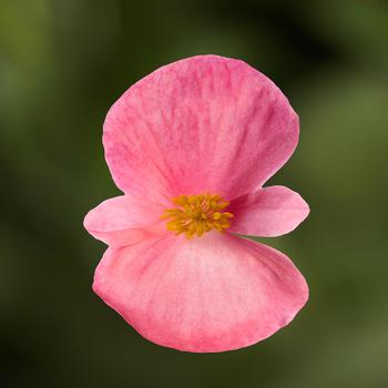 Begonia 'Pink Green Leaf' 