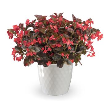 Begonia Bionic 'Red Bronze Leaf'