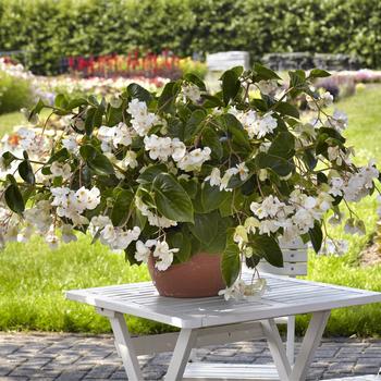 Begonia 'White' 