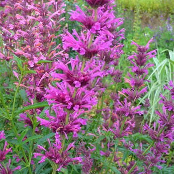 Agastache mexicana 'Forever Summer Melon' 