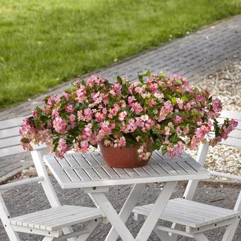 Begonia 'Pink' 