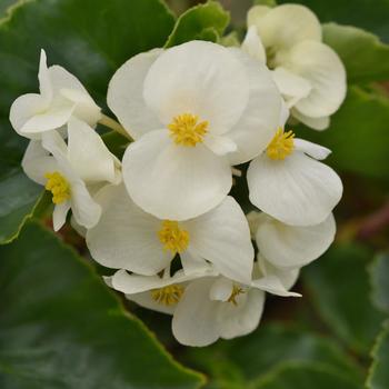 Begonia 'White Green Leaf' 