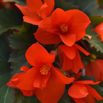 Begonia boliviensis 'Orange Lantern'