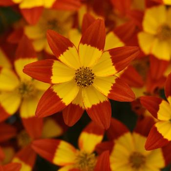 Bidens ferulifolia 'Red+Yellow Eye' KLEBF21468