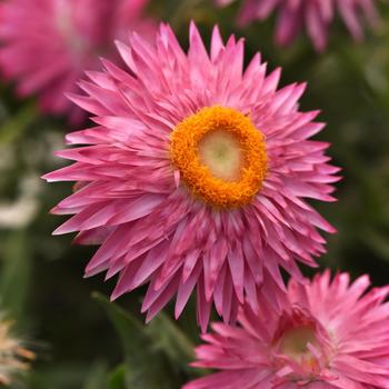 Bracteantha bracteata 'Pink' 