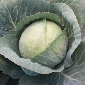 Brassica oleracea var. capitat 'Xtreme Vantage' 