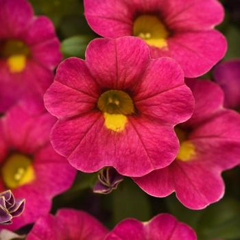 Calibrachoa 'Diva Pink' 