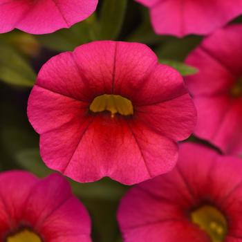 Calibrachoa 'Hot Rose' 