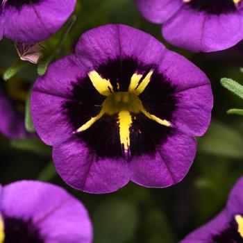 Calibrachoa 'Midnight Kiss' 