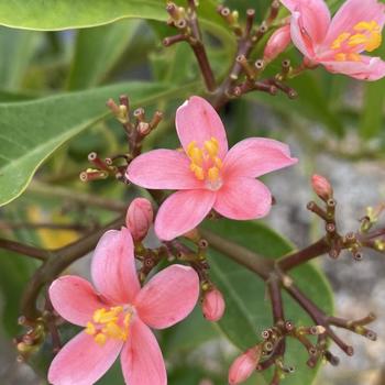 Jatropha integerrima 'Compacta Pink' 