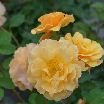 Pink Parfait Rose (Rosa 'Pink Parfait') in Drums Mountaintop Wilkes-Barre  Hazleton Whitehaven Pennsylvania PA at Beechwood Gardens