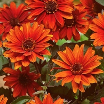 Heliopsis helianthoides 'Fire Twister' 
