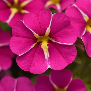 Calibrachoa Cabaret® 'Pink Star Improved'