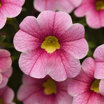 Calibrachoa 'Strawberry Parfait' 