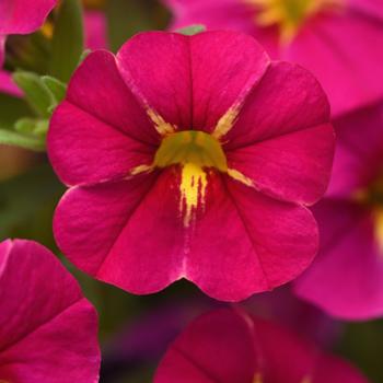 Calibrachoa 'Fuchsia' 